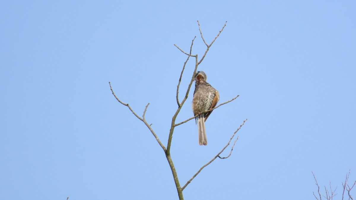 Brown-eared Bulbul - ML620479323