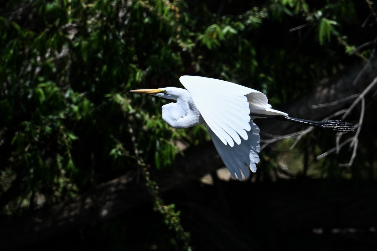 Great Egret - ML620479324