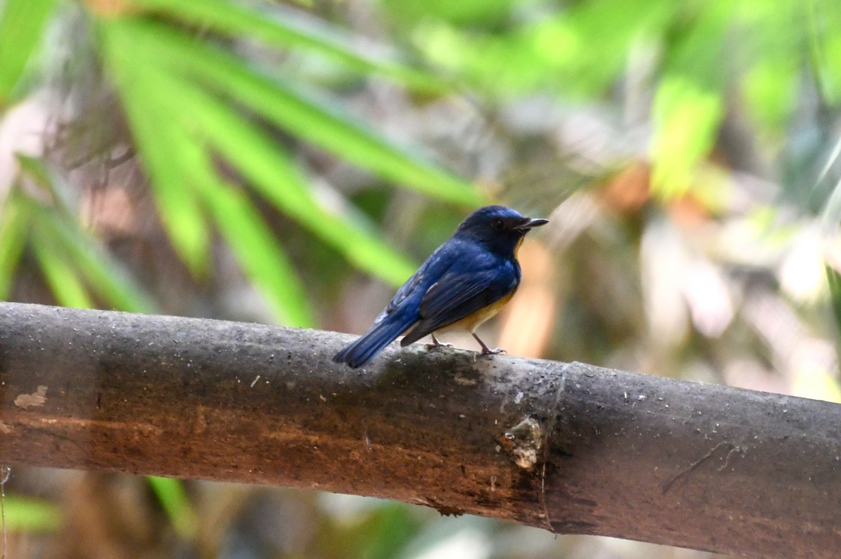 Chinese Blue Flycatcher - ML620479326