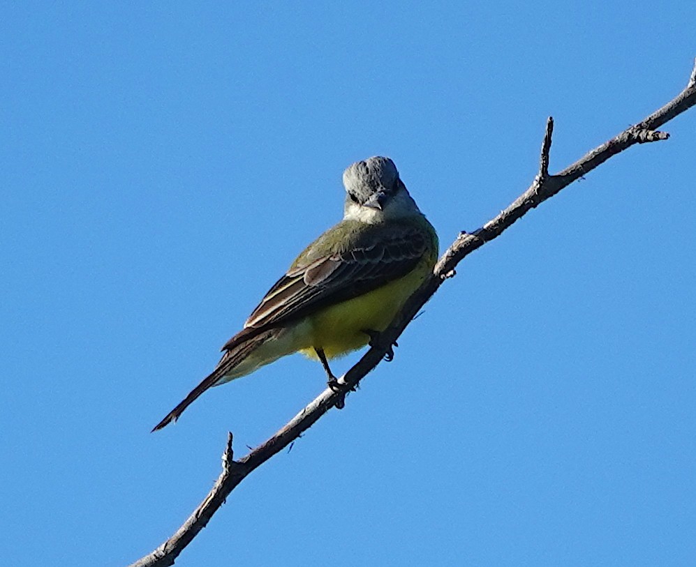 Couch's Kingbird - ML620479333