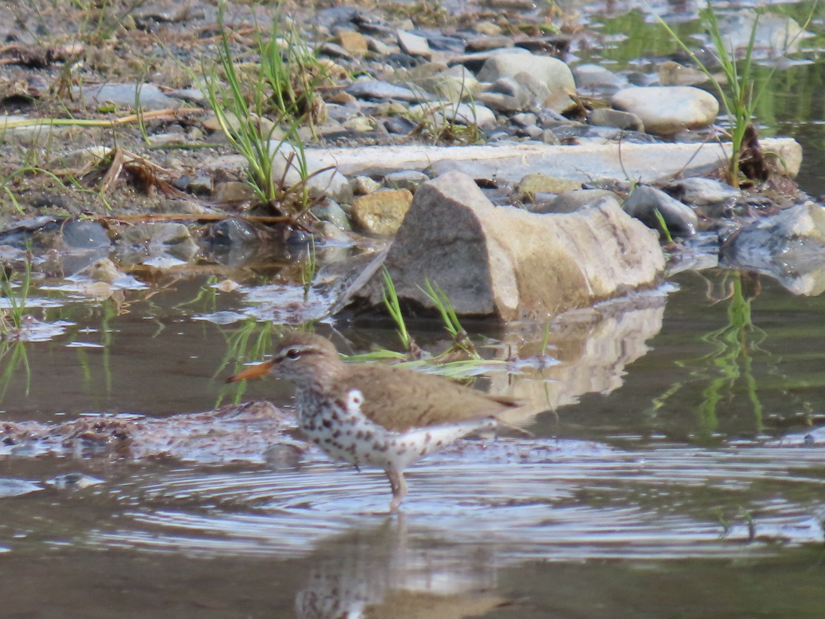 Spotted Sandpiper - ML620479336