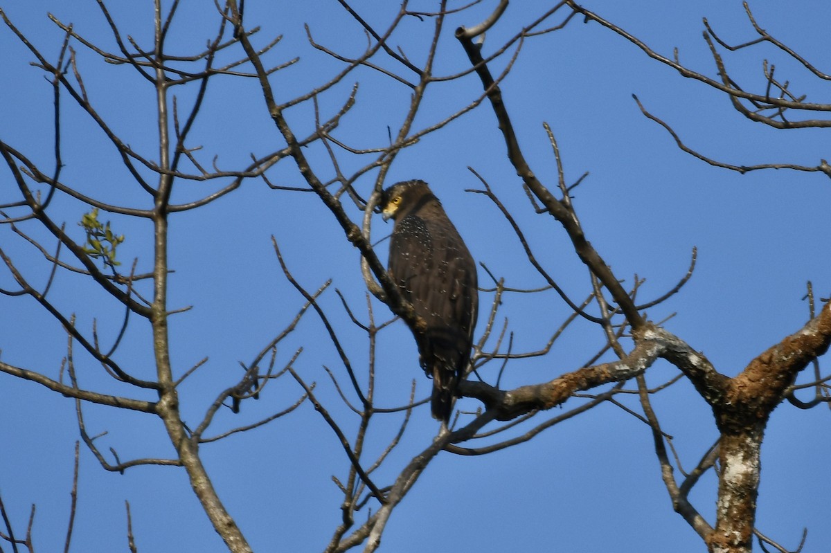 Crested Serpent-Eagle - ML620479339