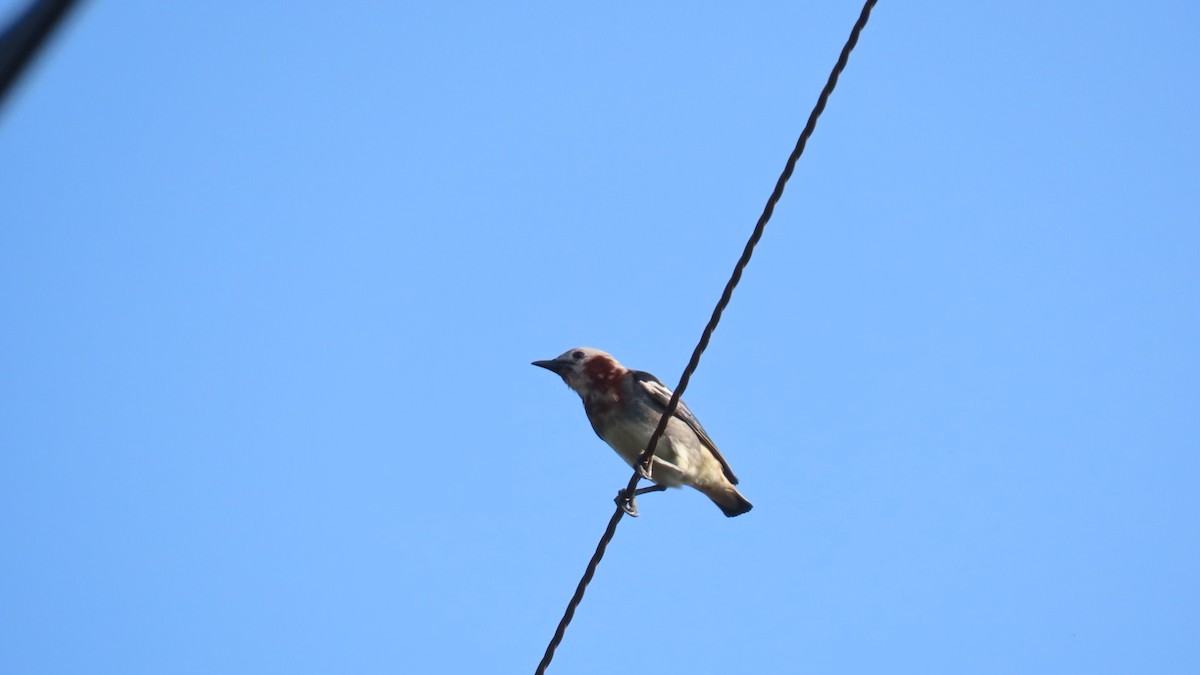 Chestnut-cheeked Starling - ML620479340