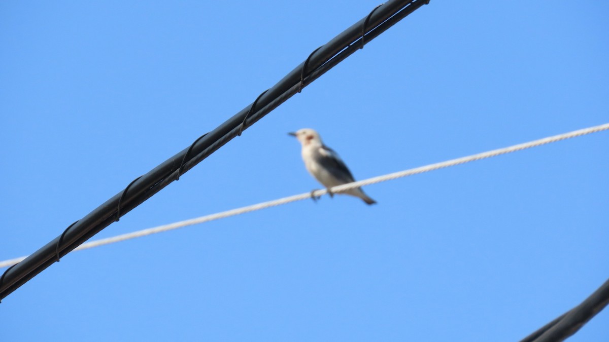 Chestnut-cheeked Starling - ML620479342