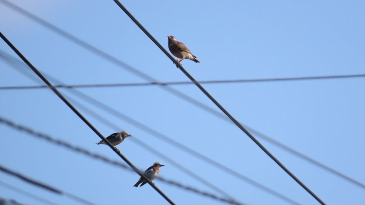 Chestnut-cheeked Starling - ML620479346