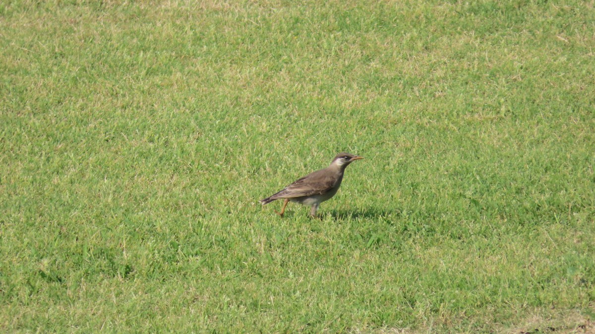 White-cheeked Starling - ML620479358