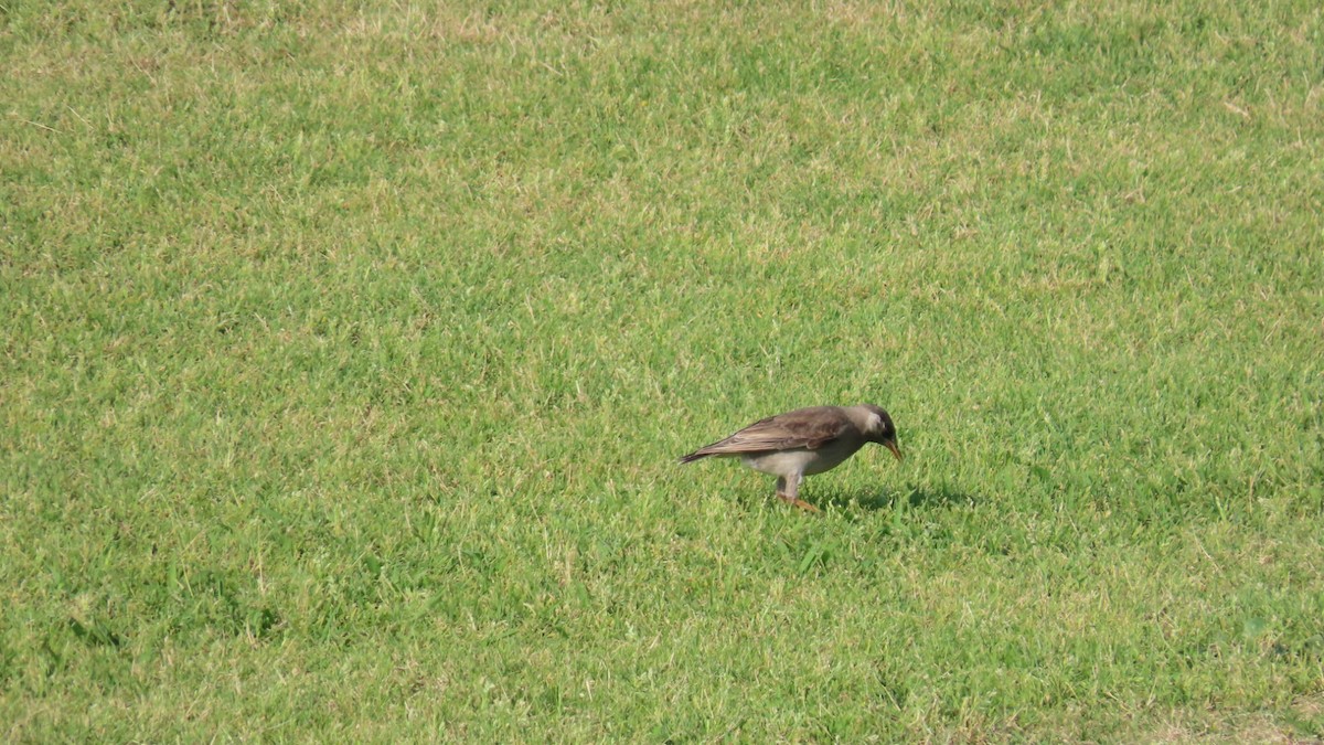 White-cheeked Starling - ML620479359