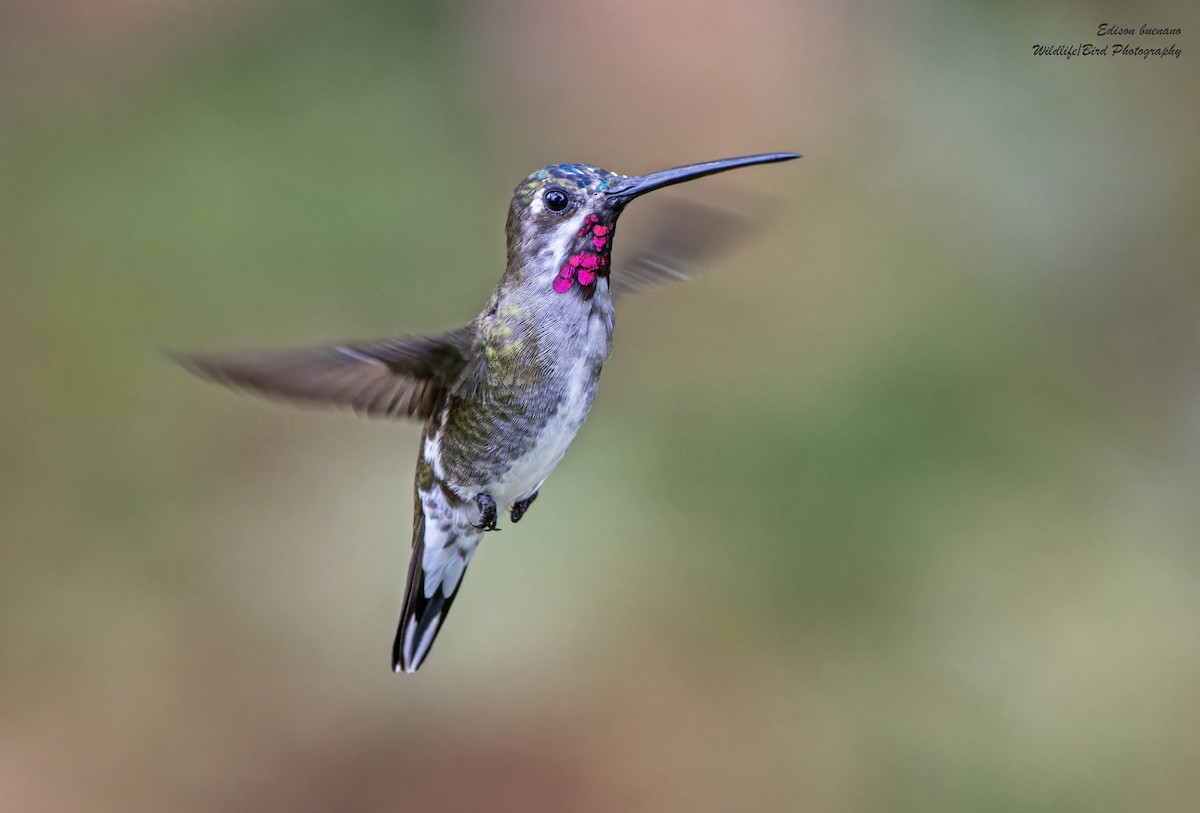 kolibřík hvězdohrdlý - ML620479362