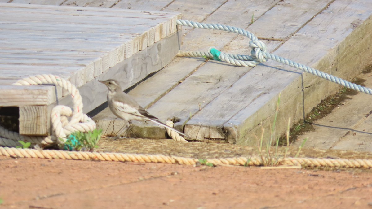 White Wagtail - ML620479366