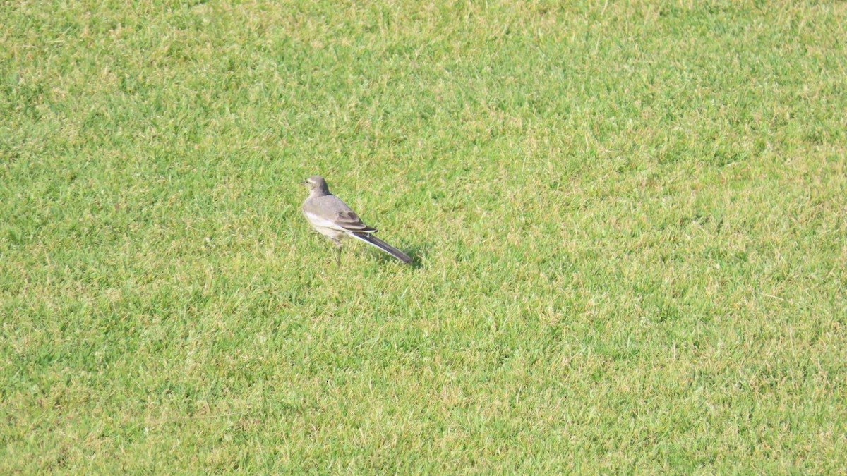 White Wagtail - ML620479371