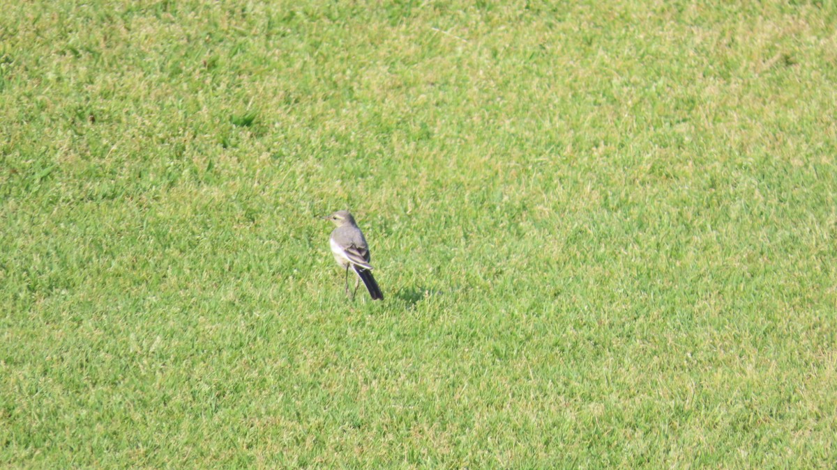 White Wagtail - ML620479373