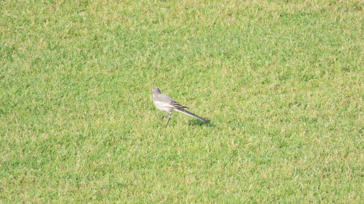 White Wagtail - ML620479375