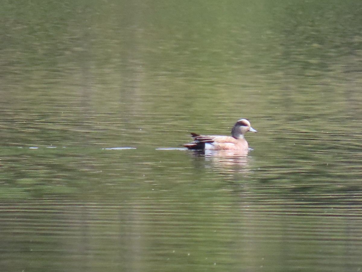 American Wigeon - ML620479380