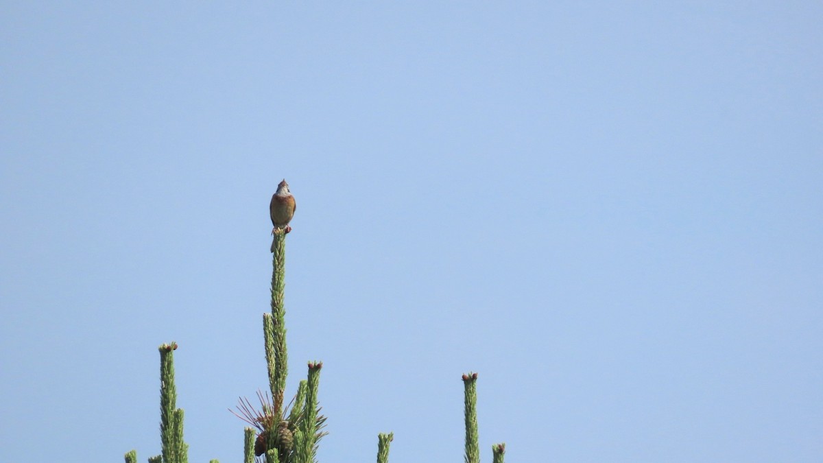 Meadow Bunting - YUKIKO ISHIKAWA