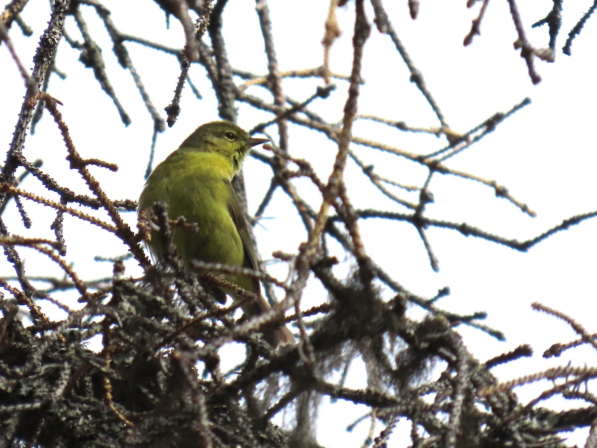 Orange-crowned Warbler - ML620479385