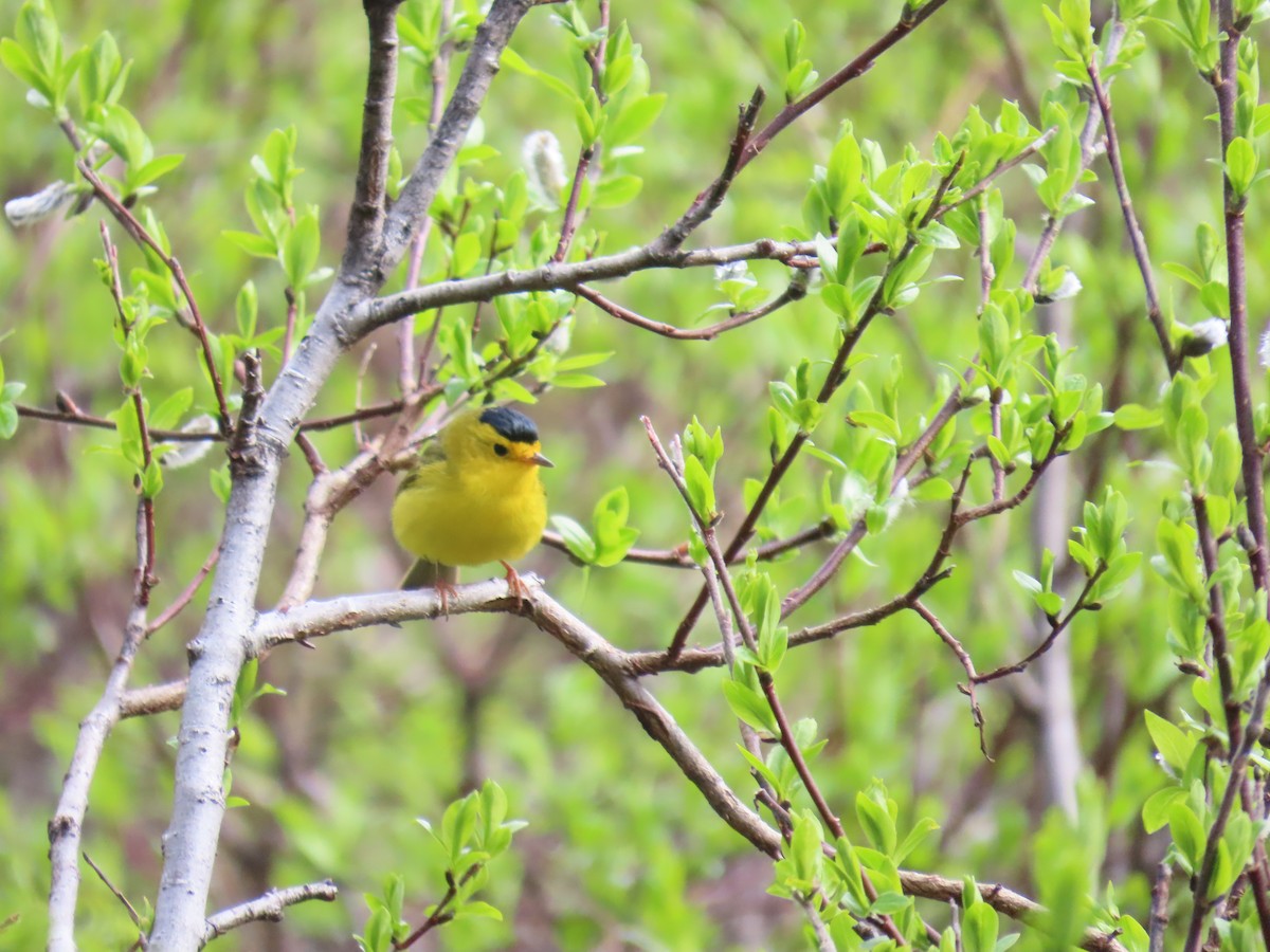 Wilson's Warbler - ML620479387