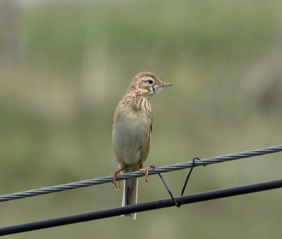 Richard's Pipit - ML620479390