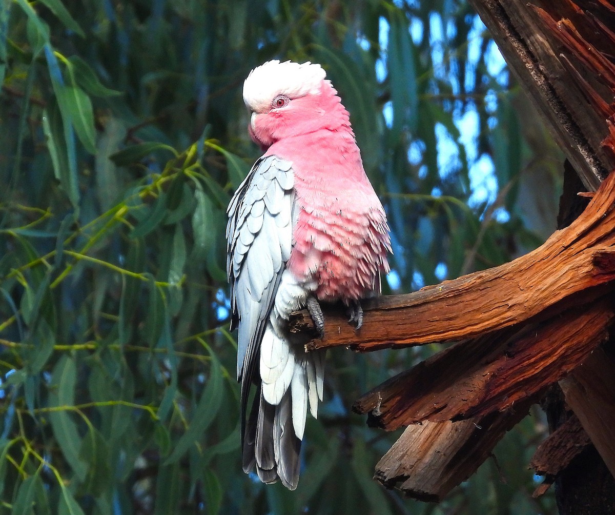 Cacatúa Galah - ML620479392