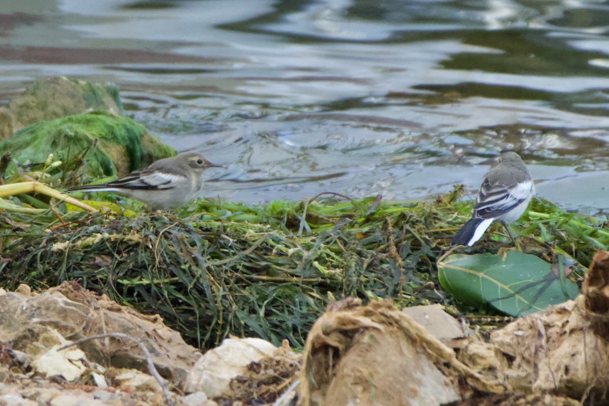 White Wagtail - ML620479395