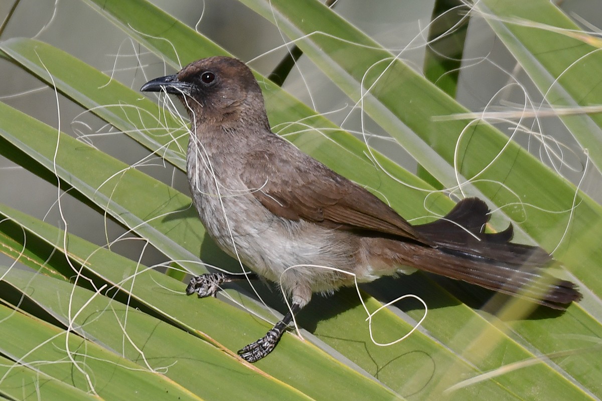 Common Bulbul - ML620479397