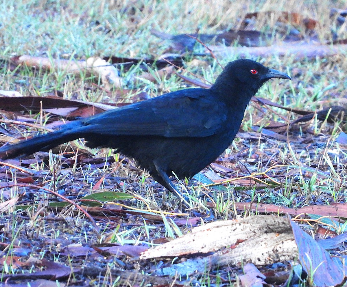 White-winged Chough - ML620479398