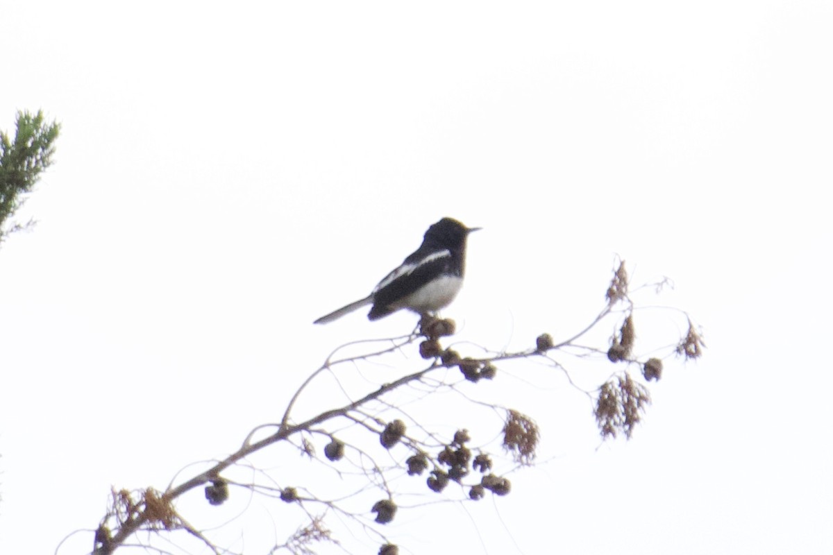 Oriental Magpie-Robin - ML620479399