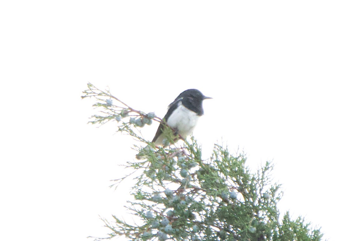 Oriental Magpie-Robin - ML620479400