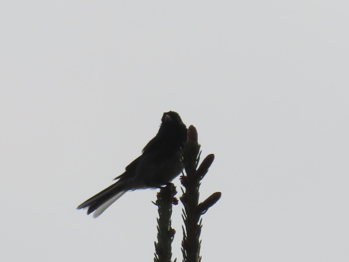 Dark-eyed Junco - ML620479402