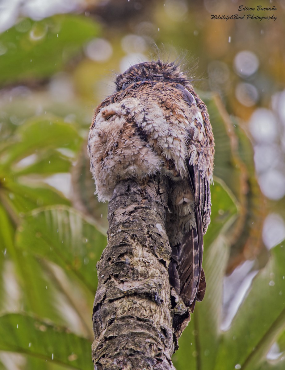Andean Potoo - ML620479406