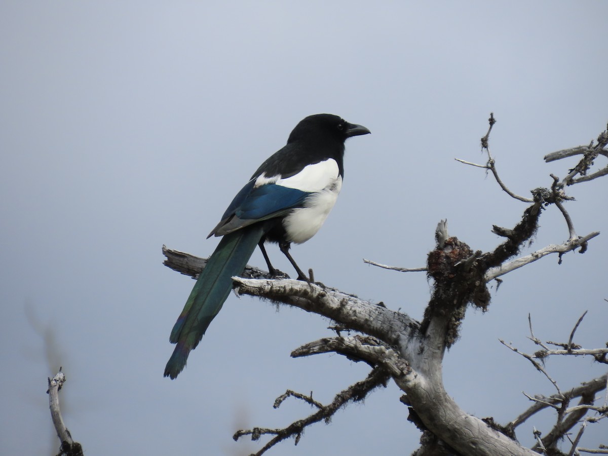 Black-billed Magpie - ML620479408