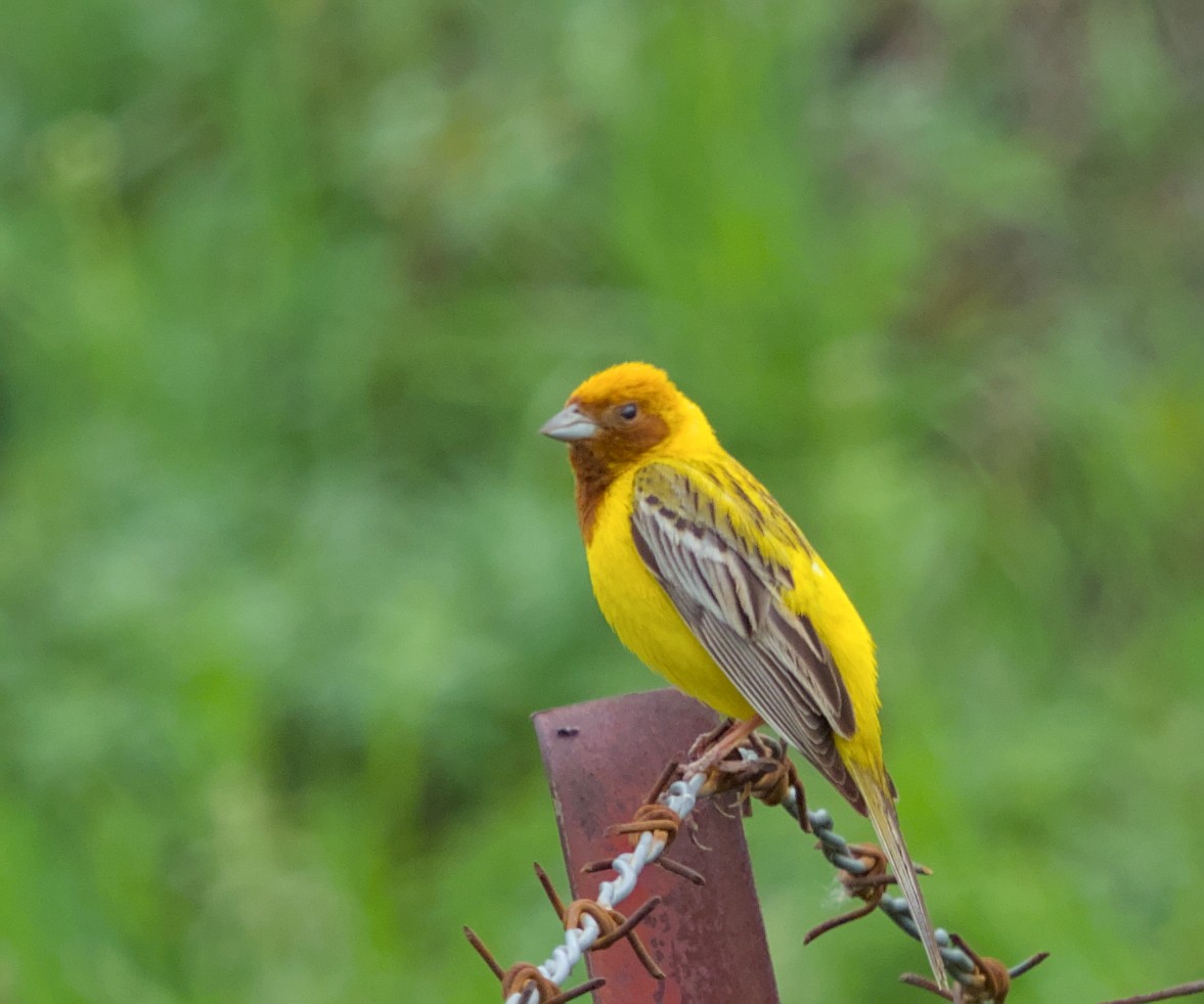 Red-headed Bunting - ML620479409