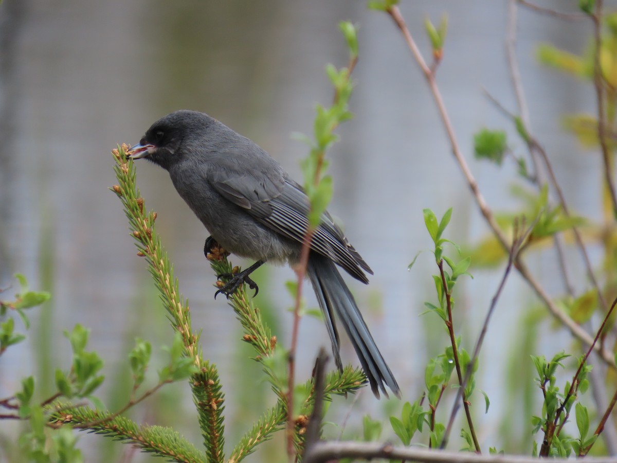 Canada Jay - ML620479412