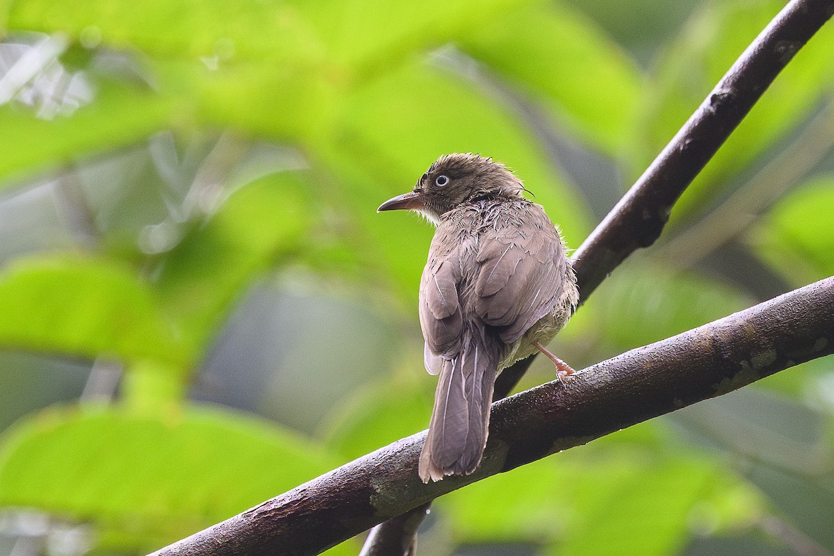 Bulbul aux yeux blancs (simplex/halizonus) - ML620479417