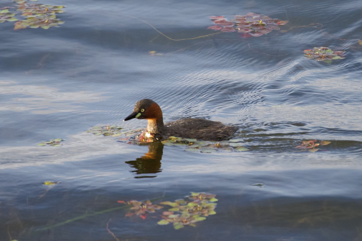 Little Grebe - ML620479419