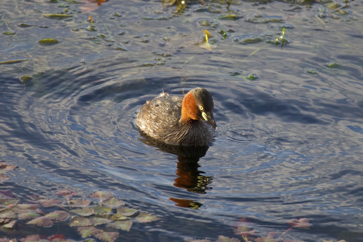 Little Grebe - ML620479420