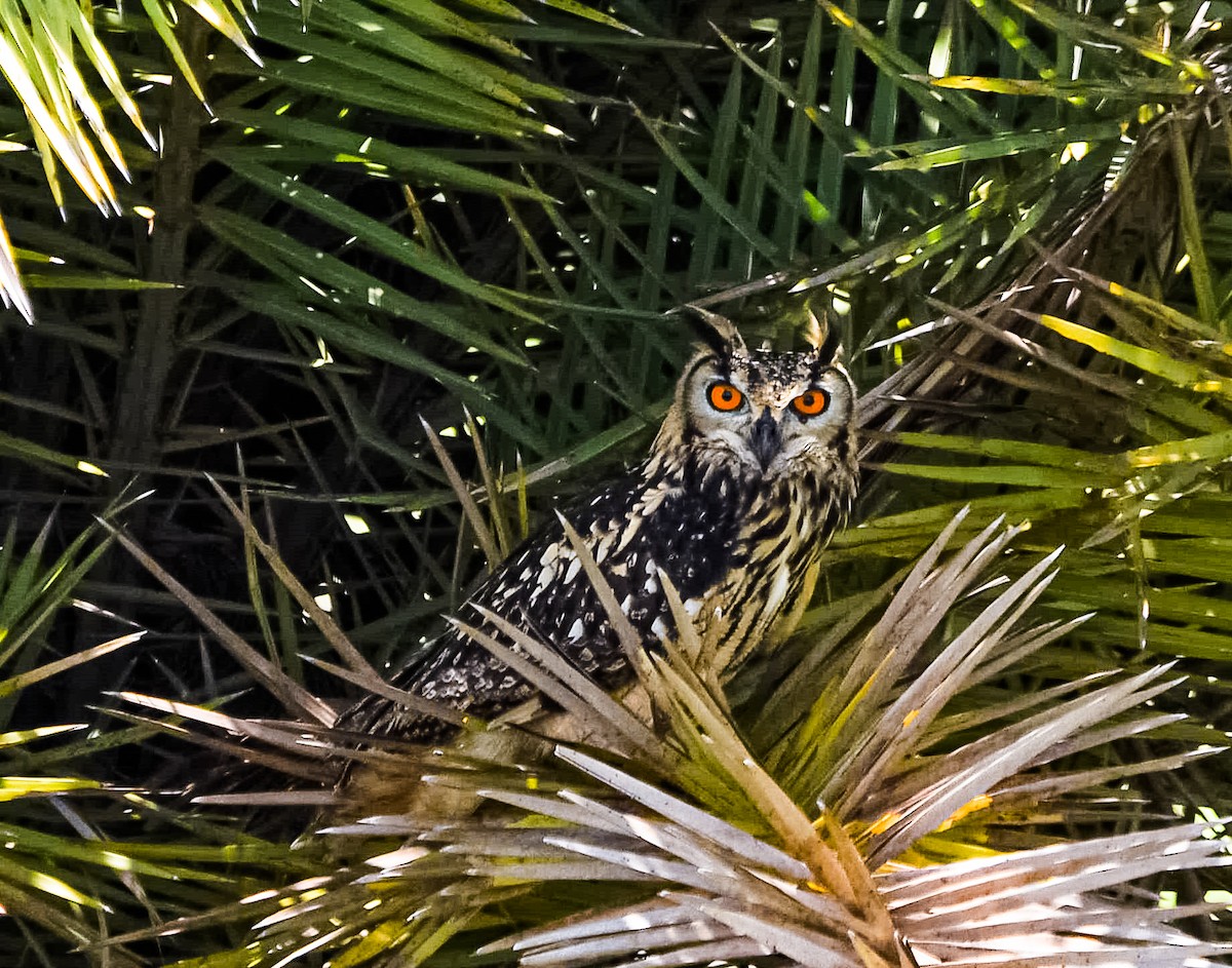 Rock Eagle-Owl - ML620479431