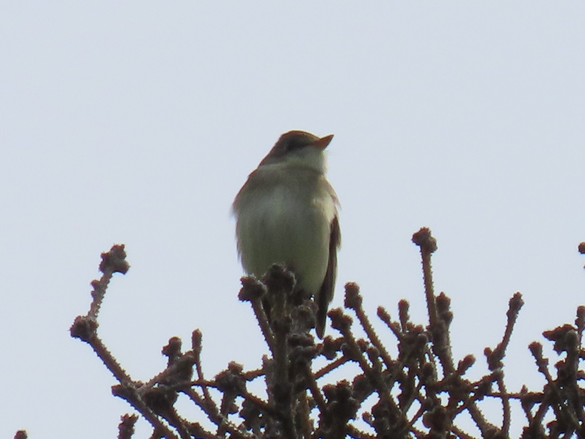 Alder Flycatcher - ML620479445