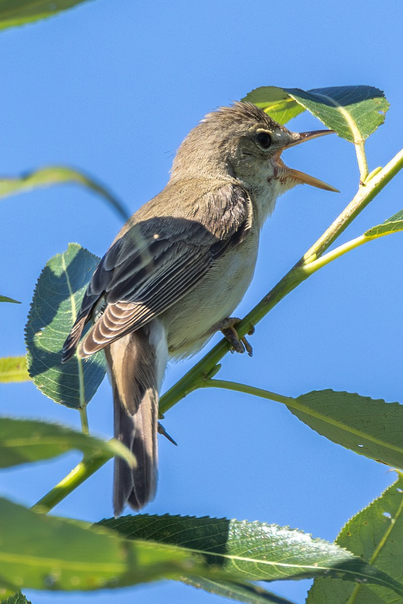 Marsh Warbler - ML620479447