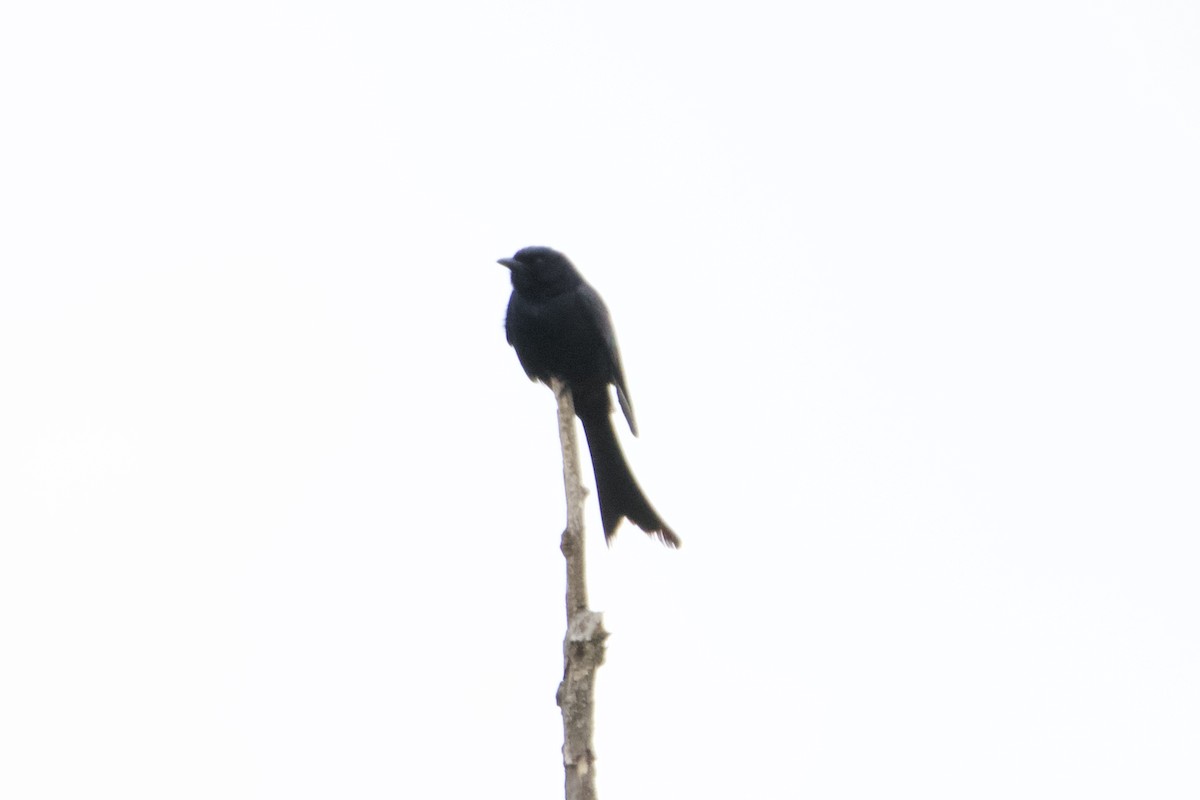 Drongo royal - ML620479464