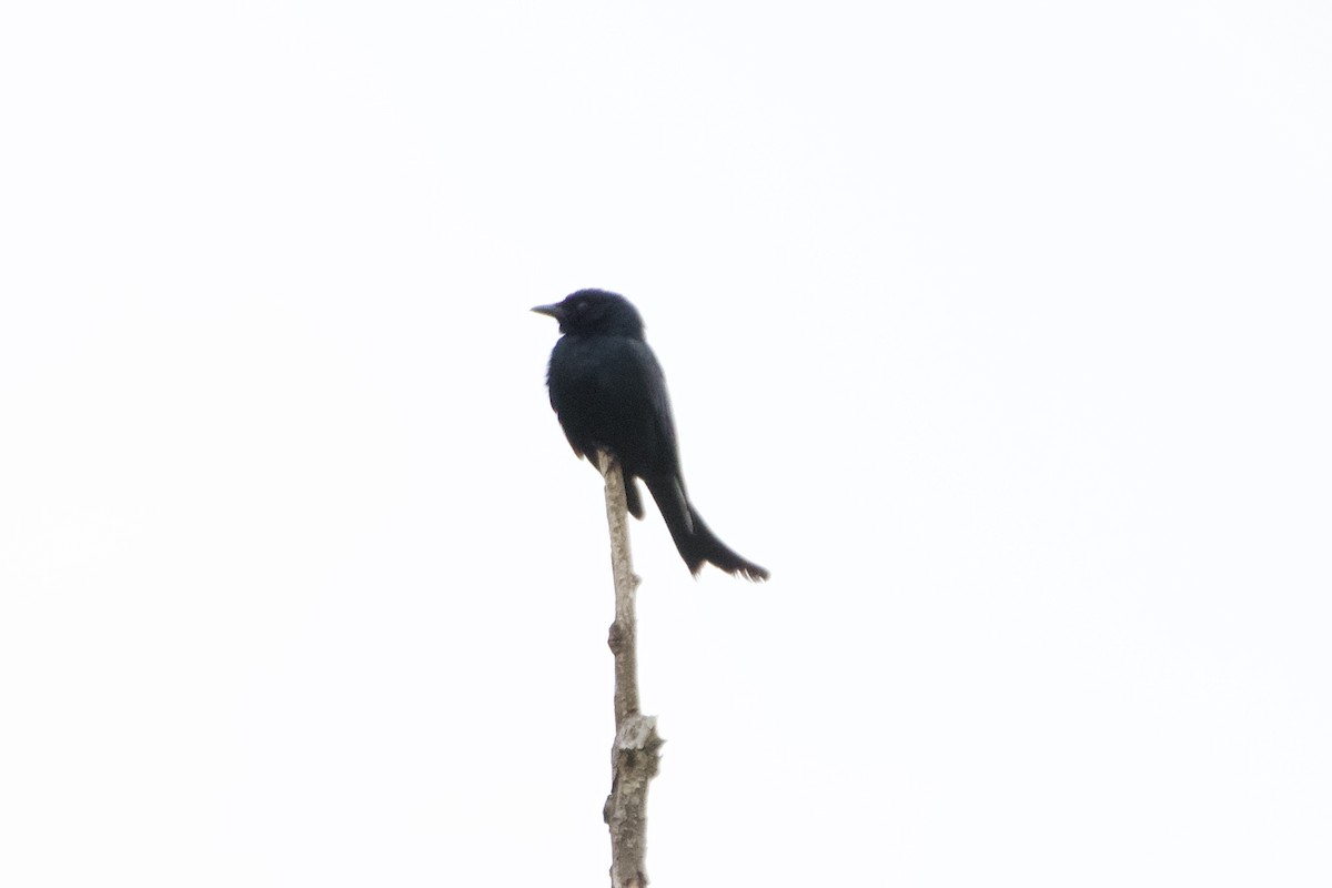 Drongo royal - ML620479465