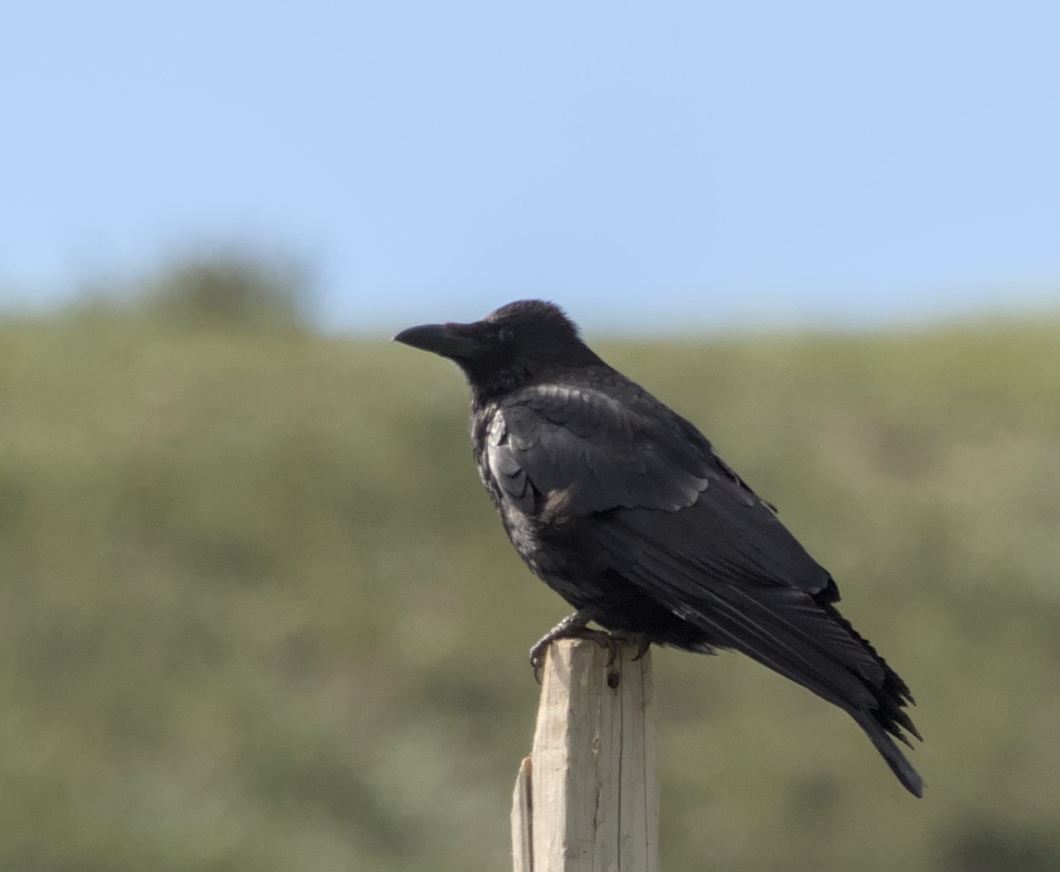 Common Raven - ML620479480