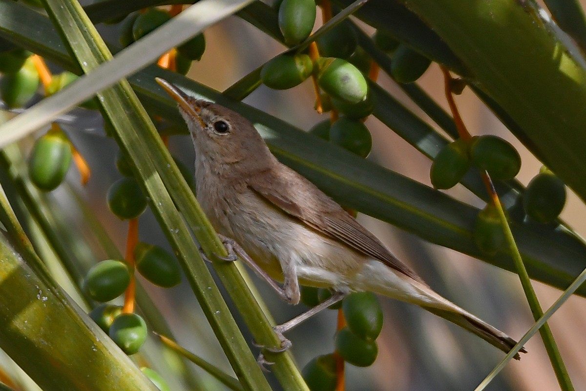 Western Olivaceous Warbler - ML620479481