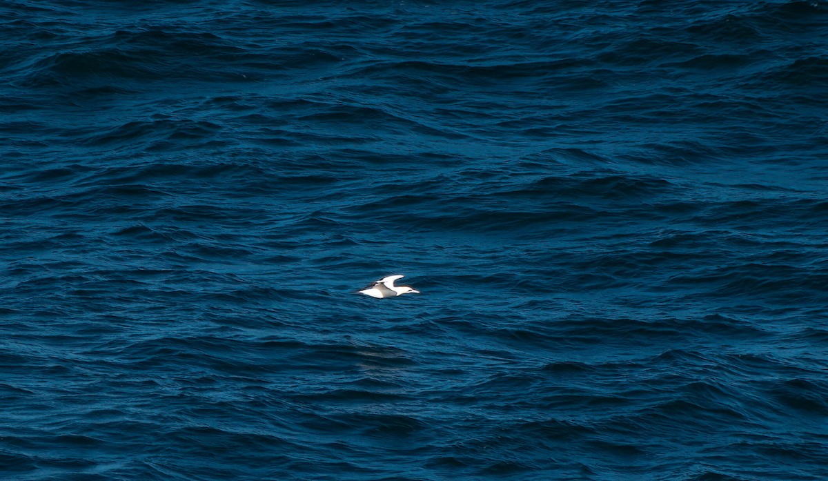 Australasian Gannet - ML620479483