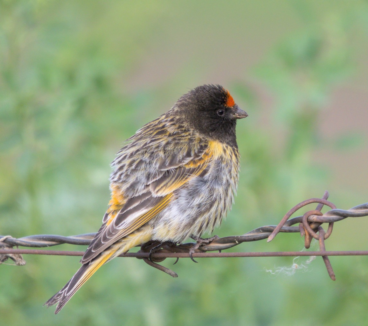 Fire-fronted Serin - ML620479484