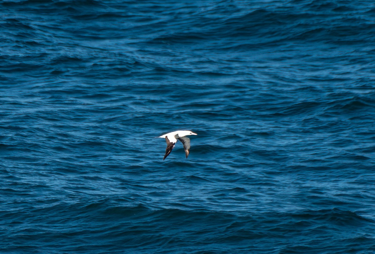 Australasian Gannet - ML620479488