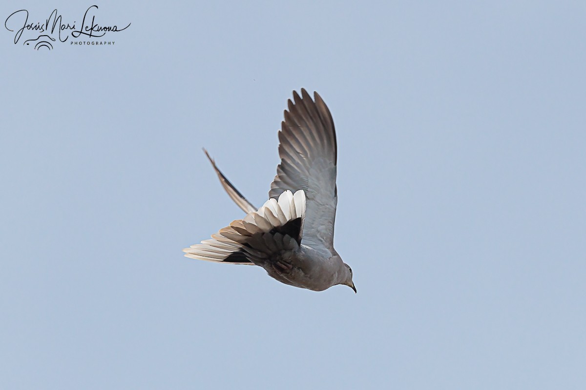 Eurasian Collared-Dove - ML620479489