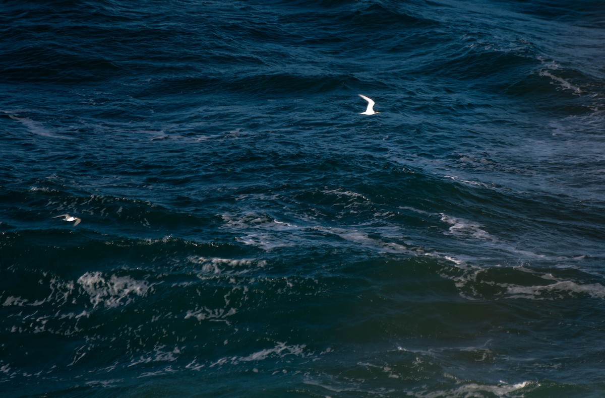 Great Crested Tern - ML620479491