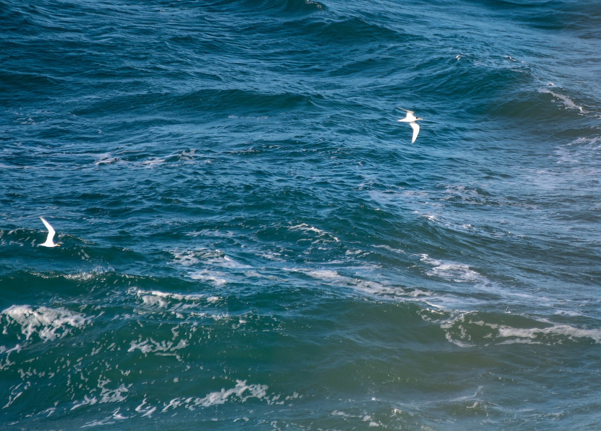 Great Crested Tern - ML620479492