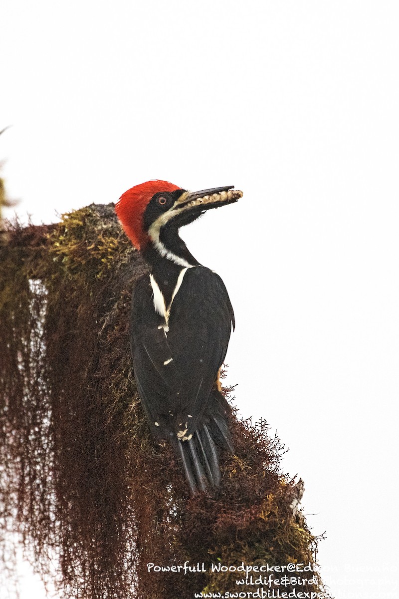 Powerful Woodpecker - Edison Buenano