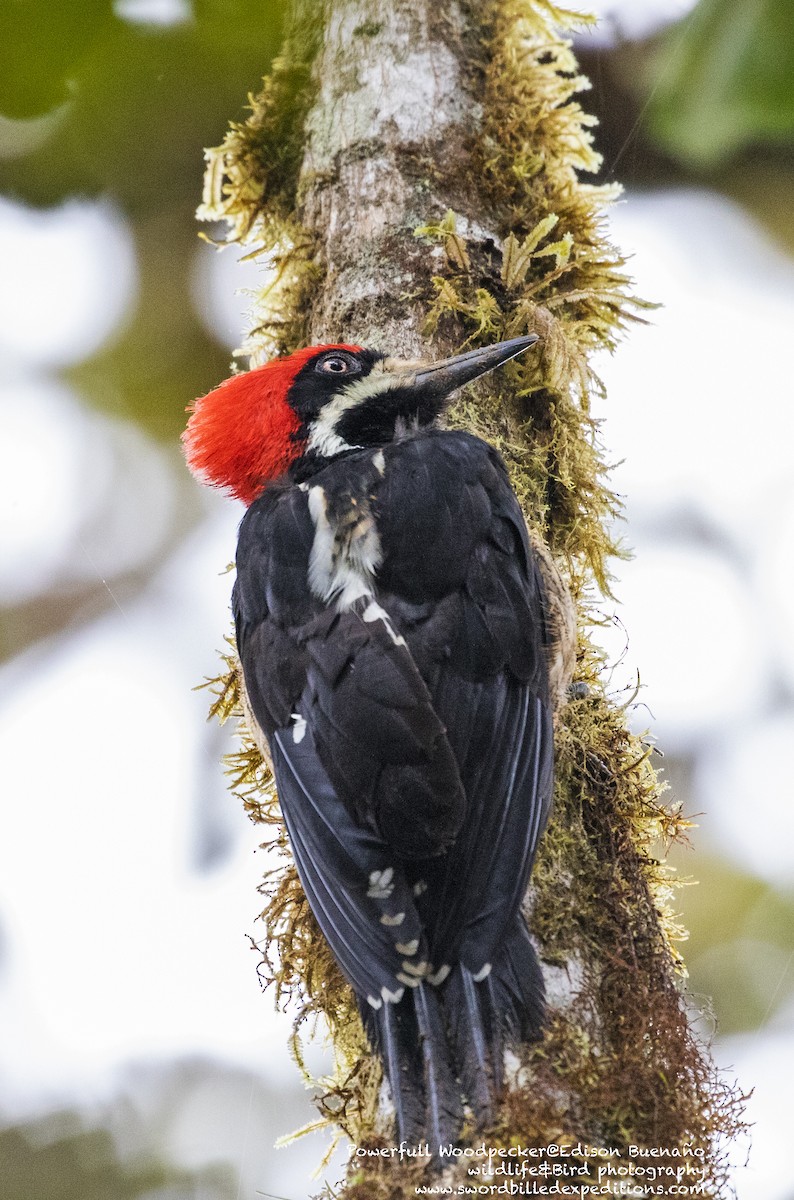 Powerful Woodpecker - ML620479494